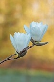 BORDE HILL GARDEN, SUSSEX: WHITE FLOWERS OF MAGNOLIA JOLI POMPOM, FLOWERING, DECIDUOUS, SHRUBS, BLOOMS, BLOOMING, SPRING, APRIL