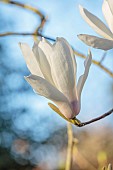 BORDE HILL GARDEN, SUSSEX: WHITE FLOWERS OF MAGNOLIA X VEITCHII ISCA, FLOWERING, DECIDUOUS, SHRUBS, BLOOMS, BLOOMING, SPRING, APRIL