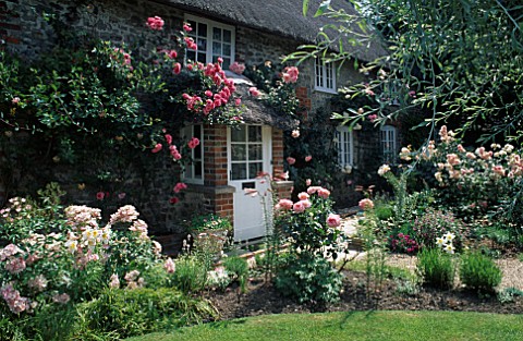 HONEYSUCKLE_AND_CLIMBING_ROSES_PINK_PERPETUE__COMPASSION_SWAN_LAKE__HANDEL_GROW_UP_ASHTREE_COTTAGE__