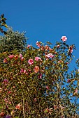 BORDE HILL GARDEN, SUSSEX: PINK FLOWERS OF CAMELLIA X WILLIAMSII DONATION, FLOWERING, DECIDUOUS, SHRUBS, BLOOMS, BLOOMING, SPRING, APRIL