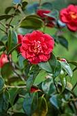 BORDE HILL GARDEN, SUSSEX: RED FLOWERS OF CAMELLIA JAPONICA ALTHAEIFLORA, FLOWERING, DECIDUOUS, SHRUBS, BLOOMS, BLOOMING, SPRING, APRIL