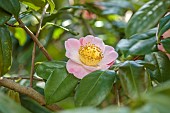 BORDE HILL GARDEN, SUSSEX: CREAM, PINK FLOWERS OF CAMELLIA JAPONICA FURO - AN, FLOWERING, DECIDUOUS, SHRUBS, BLOOMS, BLOOMING, SPRING, APRIL