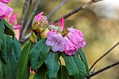 BORDE HILL GARDEN, SUSSEX: PINK FLOWERS OF RHODODENDRON, FLOWERING, DECIDUOUS, SHRUBS, BLOOMS, BLOOMING, SPRING, APRIL