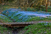 EVENLEY WOOD GARDEN, NORTHAMPTONSHIRE: WOODLAND, TREES, CARPETS, SHEETS, DRIFTS OF BLUE FLOWERS OF SCILLA BITHYNICA, BULBS, WOODEN BRIDGE, APRIL