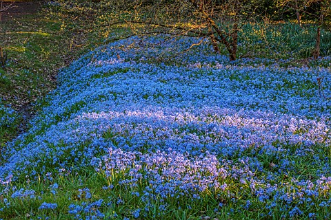 EVENLEY_WOOD_GARDEN_NORTHAMPTONSHIRE_WOODLAND_TREES_CARPETS_SHEETS_DRIFTS_OF_BLUE_FLOWERS_OF_SCILLA_