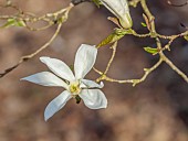 EVENLEY WOOD GARDEN, NORTHAMPTONSHIRE: WHITE FLOWERS OF MAGNOLIA SALICIFOLIA WADAS MEMORY, WOODLAND, TREES, APRIL, WILLOW, LEAF