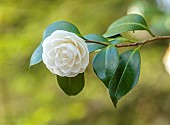 EVENLEY WOOD GARDEN, NORTHAMPTONSHIRE: WHITE FLOWERS OF CAMELLIA, WOODLAND, TREES, APRIL
