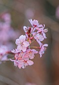 EVENLEY WOOD GARDEN, NORTHAMPTONSHIRE: WOODLAND, TREES, APRIL, BLOSSOM, PINK FLOWERS, BLOOMS OF PRUNUS