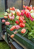 BROWN FLOWERS, OXFORDSHIRE: BUCKETS FILLED WITH FRESHLY PICKED TULIPS, SPRING, APRIL, TULIP FIELD