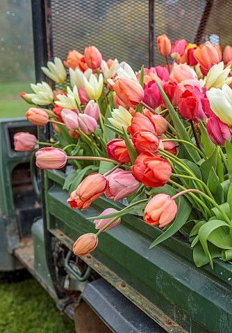 BROWN_FLOWERS_OXFORDSHIRE_BUCKETS_FILLED_WITH_FRESHLY_PICKED_TULIPS_SPRING_APRIL_TULIP_FIELD