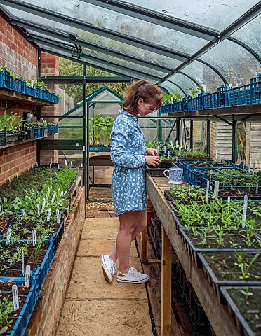 BROWN_FLOWERS_OXFORDSHIRE_ANNA_BROWN_IN_HER_GREENHOUSE_WHICH_IS_FILLED_WITH_SEEDLINGS_IN_TRAYS_APRIL