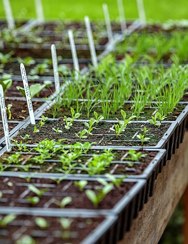 BROWN_FLOWERS_OXFORDSHIRE_SEEDLINGS_IN_ANNAS_GREENHOUSE_IN_TRAYS_APRIL