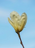 BORDE HILL GARDEN, SUSSEX: WHITE, CREAM FLOWERS OF MAGNOLIA CARLOS, FLOWERING, DECIDUOUS, SHRUBS, BLOOMS, BLOOMING, SPRING, APRIL