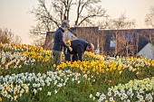 ESKER FARM DAFFODILS, NORTHERN IRELAND: OWNERS JULIE AND DAVE HARDY, ROWS OF DAFFODILS AT THE NURSERY, DAFFODILS, FLOWERS, FLOWERING, BLOOMS, BLOOMING, APRIL, BULBS, FIELDS