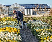 ESKER FARM DAFFODILS, NORTHERN IRELAND: OWNER DAVE HARDY, ROWS OF DAFFODILS AT THE NURSERY, DAFFODILS, FLOWERS, FLOWERING, BLOOMS, BLOOMING, APRIL, BULBS, FIELDS