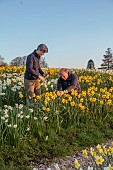 ESKER FARM DAFFODILS, NORTHERN IRELAND: OWNERS JULIE AND DAVE HARDY, ROWS OF DAFFODILS AT THE NURSERY, DAFFODILS, FLOWERS, FLOWERING, BLOOMS, BLOOMING, APRIL, BULBS, FIELDS