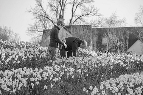 ESKER_FARM_DAFFODILS_NORTHERN_IRELAND_OWNERS_JULIE_AND_DAVE_HARDY_ROWS_OF_DAFFODILS_AT_THE_NURSERY_D