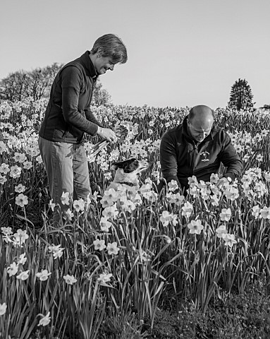 ESKER_FARM_DAFFODILS_NORTHERN_IRELAND_OWNERS_JULIE_AND_DAVE_HARDY_ROWS_OF_DAFFODILS_AT_THE_NURSERY_D