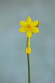 ESKER FARM DAFFODILS, NORTHERN IRELAND: DAFFODILS, FLOWERS, FLOWERING, BLOOMS, BLOOMING, APRIL, BULBS, NARCISSUS BABY MOON