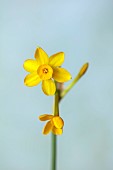 ESKER FARM DAFFODILS, NORTHERN IRELAND: DAFFODILS, YELLOW FLOWERS, FLOWERING, BLOOMS, BLOOMING, APRIL, BULBS, NARCISSUS BABY MOON, MULTI HEADED