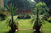 CORDYLINES IN POTS UNDERPLANTED WITH HOSTA THOMAS HOGG  RED ROSES IN THE BACKGROUND. CHENIES MANOR  BUCKINGHAMSHIRE