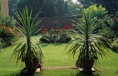 CORDYLINES_IN_POTS_UNDERPLANTED_WITH_HOSTA_THOMAS_HOGG__RED_ROSES_IN_THE_BACKGROUND_CHENIES_MANOR__B