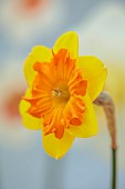 ESKER FARM DAFFODILS, NORTHERN IRELAND: DAFFODILS, FLOWERS, FLOWERING, BLOOMS, BLOOMING, APRIL, BULBS, NARCISSUS MARION PEARCE