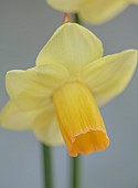 ESKER FARM DAFFODILS, NORTHERN IRELAND: DAFFODILS, FLOWERS, FLOWERING, BLOOMS, BLOOMING, APRIL, BULBS, NARCISSUS LITTLE POUT