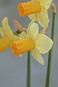ESKER FARM DAFFODILS, NORTHERN IRELAND: DAFFODILS, FLOWERS, FLOWERING, BLOOMS, BLOOMING, APRIL, BULBS, NARCISSUS LITTLE POUT