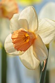 ESKER FARM DAFFODILS, NORTHERN IRELAND: DAFFODILS, FLOWERS, FLOWERING, BLOOMS, BLOOMING, APRIL, BULBS, NARCISSUS WHISPERING PINK