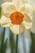 ESKER FARM DAFFODILS, NORTHERN IRELAND: DAFFODILS, FLOWERS, FLOWERING, BLOOMS, BLOOMING, APRIL, BULBS, NARCISSUS WHISPERING PINK