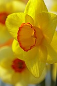 ESKER FARM DAFFODILS, NORTHERN IRELAND: DAFFODILS, FLOWERS, FLOWERING, BLOOMS, BLOOMING, APRIL, BULBS, NARCISSUS FINEST CUTBS