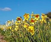 ESKER FARM DAFFODILS, NORTHERN IRELAND: DAFFODILS, FLOWERS, FLOWERING, BLOOMS, BLOOMING, APRIL, BULBS, NARCISSUS PRATINCOLE