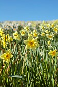 ESKER FARM DAFFODILS, NORTHERN IRELAND: DAFFODILS, FLOWERS, FLOWERING, BLOOMS, BLOOMING, APRIL, BULBS, NARCISSUS HOPE SPRINGS