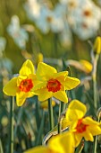 ESKER FARM DAFFODILS, NORTHERN IRELAND: DAFFODILS, FLOWERS, FLOWERING, BLOOMS, BLOOMING, APRIL, BULBS, NARCISSUS POOKA