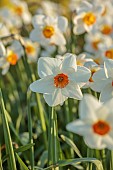 ESKER FARM DAFFODILS, NORTHERN IRELAND: DAFFODILS, FLOWERS, FLOWERING, BLOOMS, BLOOMING, APRIL, BULBS, NARCISSUS HOT DATE