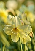 ESKER FARM DAFFODILS, NORTHERN IRELAND: DAFFODILS, FLOWERS, FLOWERING, BLOOMS, BLOOMING, APRIL, BULBS, NARCISSUS CHORTLE