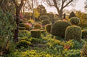 THE LASKETT, HEREFORDSHIRE: APRIL, CLIPPED TOPIARY SHAPES IN SHADY GARDEN, SERPENTINE WALK, HOLLIES, MORNING LIGHT, SUNRISE