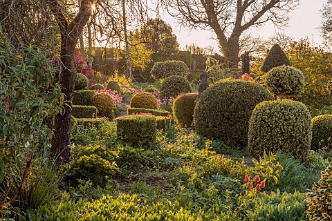 THE_LASKETT_HEREFORDSHIRE_APRIL_CLIPPED_TOPIARY_SHAPES_IN_SHADY_GARDEN_SERPENTINE_WALK_HOLLIES_MORNI