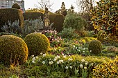 THE LASKETT, HEREFORDSHIRE: APRIL, CLIPPED TOPIARY SHAPES IN SHADY GARDEN, SERPENTINE WALK, HOLLIES, MORNING LIGHT, SUNRISE, TULIPS, TULIPA APRICOT BEAUTY