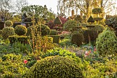 THE LASKETT, HEREFORDSHIRE: APRIL, CLIPPED TOPIARY SHAPES IN SHADY GARDEN, SERPENTINE WALK, HOLLIES, MORNING LIGHT, SUNRISE