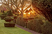 THE LASKETT, HEREFORDSHIRE: APRIL, LAWN, CLIPPED TOPIARY YEW, HEDGES, HEDGING, SUNRISE, MORNING LIGHT, DAWN