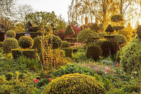 THE_LASKETT_HEREFORDSHIRE_APRIL_CLIPPED_TOPIARY_SHAPES_IN_SHADY_GARDEN_SERPENTINE_WALK_HOLLIES_MORNI
