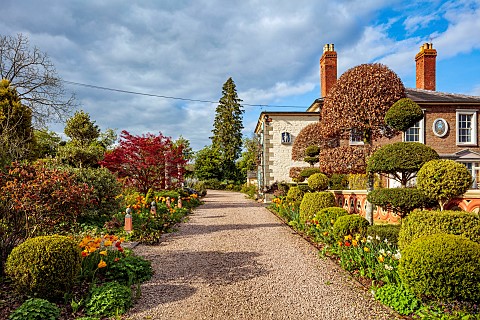 THE_LASKETT_HEREFORDSHIRE_APRIL_THE_MAIN_DRIVE_HOUSE_ON_RIGHT_BORDER_WITH_CLIPPED_TOPIARY_BEECH_TULI