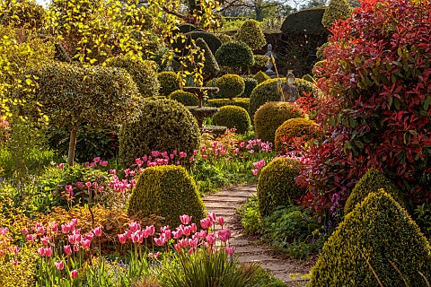 THE_LASKETT_HEREFORDSHIRE_APRIL_THE_SERPENTINE_WALK_SHADY_AREA_WITH_CLIPPED_TOPIARY_PINK_FLOWRS_OF_T