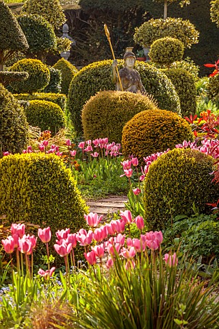 THE_LASKETT_HEREFORDSHIRE_APRIL_THE_SERPENTINE_WALK_SHADY_AREA_WITH_CLIPPED_TOPIARY_PINK_FLOWRS_OF_T