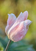 THE LASKETT, HEREFORDSHIRE: APRIL, PALE PINK FLOWER OF TULIP, TULIPA APRICOT BEAUTY, BULBS