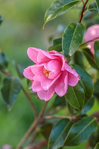 THE_LASKETT_HEREFORDSHIRE_APRIL_PINK_FLOWERS_OF_A_CAMELLIA_IN_THE_SERPENTINE_WALK