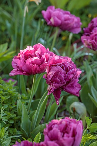 THE_LASKETT_HEREFORDSHIRE_APRIL_PURPLE_FLOWERS_OF_DOUBLE_TULIP_SHOWCASE_BULBS