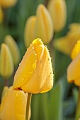THE LASKETT, HEREFORDSHIRE: APRIL, YELLOW FLOWERS OF TULIP GOLDEN APELDOORN, BULBS